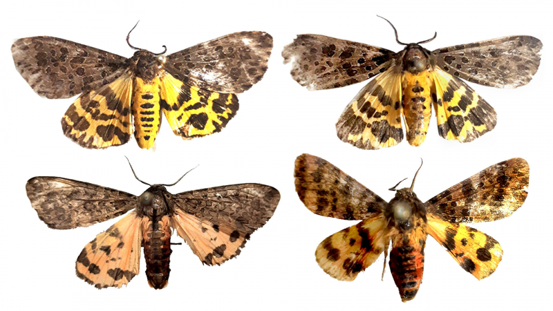 Meet the new tiger moths discovered from the Western Ghats of Maharashtra