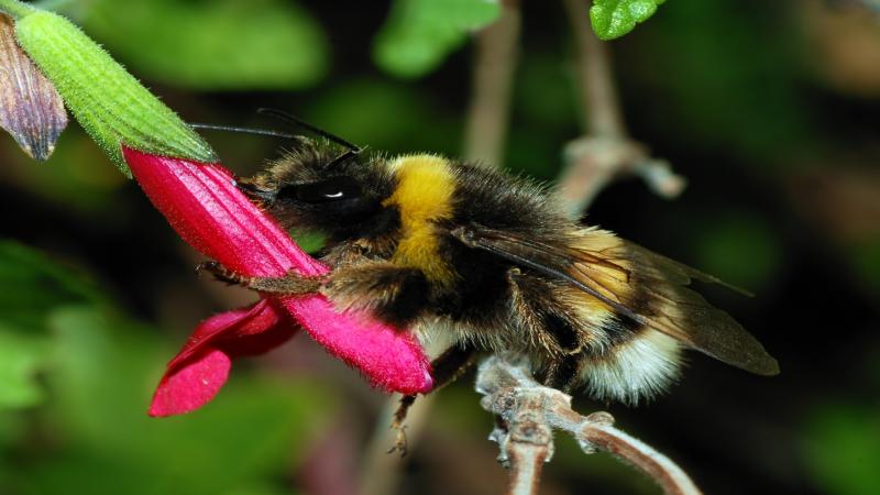 Arunachal Pradesh a treasure trove of bumblebees, finds study
