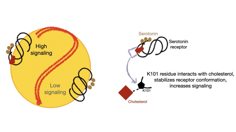 A cholesterol aid inside cells to sense serotonin levels outside