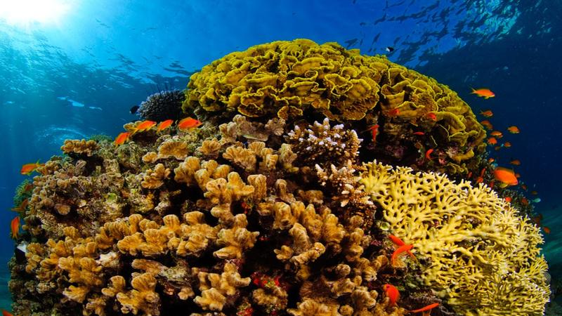 When sea corals act as climate archives