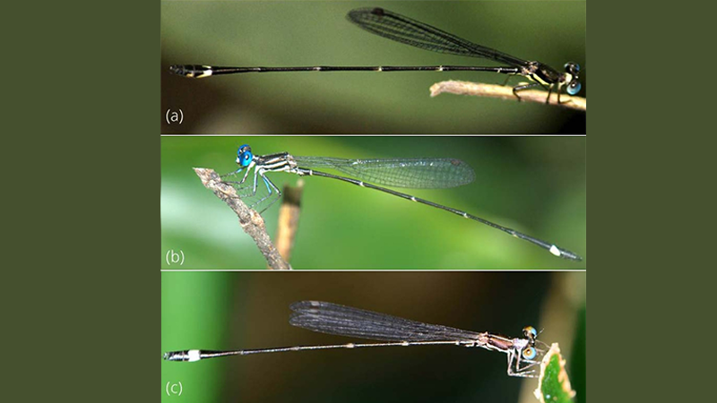 Researchers discover three new species of damselflies in the Western Ghats