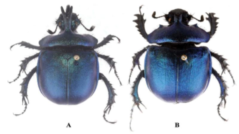 A newly found species of dung beetle from Arunachal Pradesh adds to India’s biodiversity