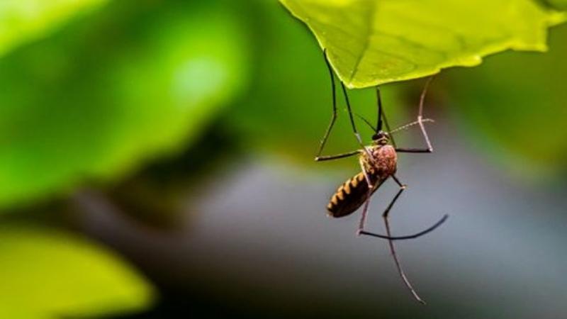 प्रभावी इलाज के लिए मलेरिया परजीवियों की प्रजातियों के विभेदन और निदान में विलम्ब को नई  तकनीक से कम किया जा सकता है