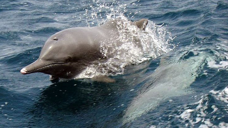 Researchers identify hotspots for marine mammal strandings