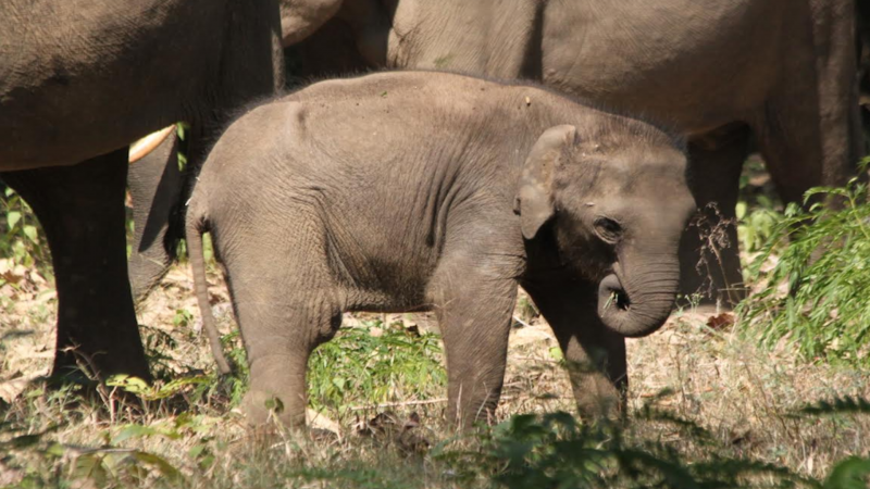 Right or Left: Elephant calves pick their ‘trunk handedness’ early on in life
