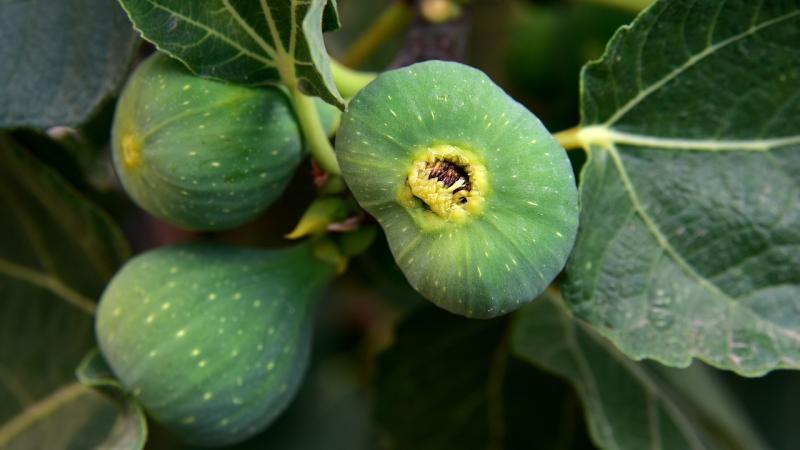 How mighty are the fig wasps? 
