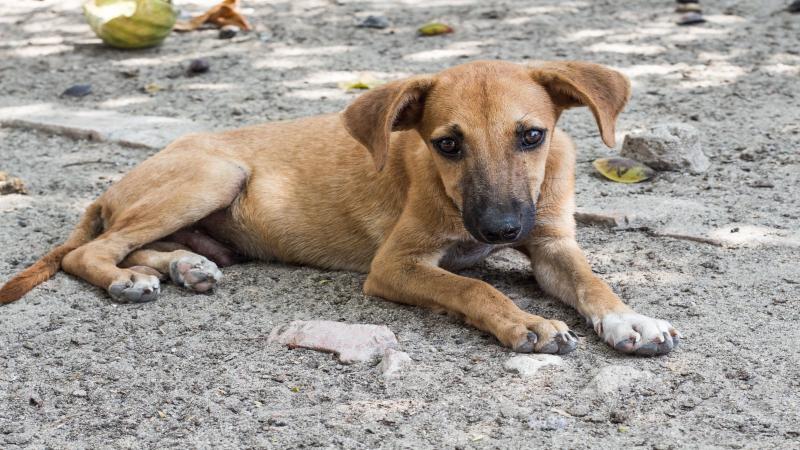 No silver bullet: Animal Birth Control for India’s dogs is ridden with challenges