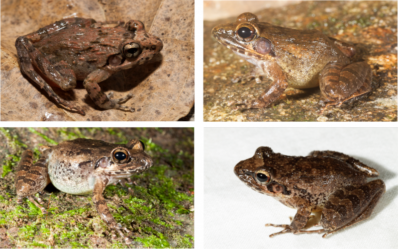 Unravelling cryptic frogs of Western Ghats 