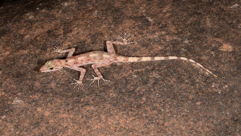 Researchers find three new species of geckos lurking under granite rocks in the Mysore Plateau