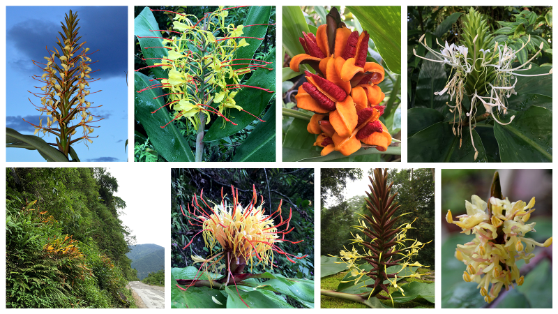 Photographs of some of the Hedychium spp. Picture Credits: (C) Ajith Ashokan, TrEE Lab