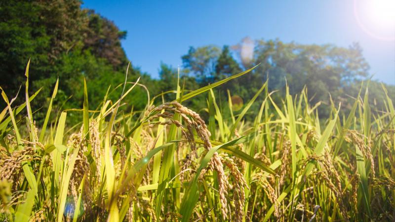Tiny RNA lost during domestication created robust rice varieties, shows study. 