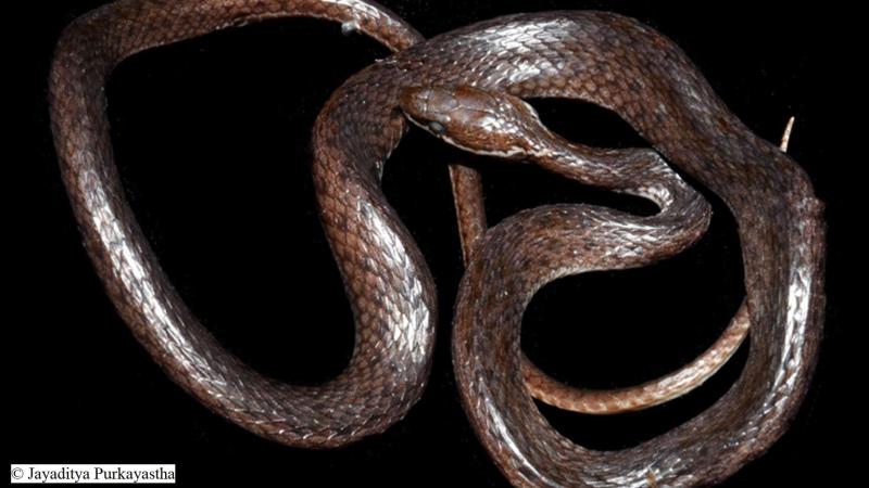 New species of non-venomous keelback snake found in Arunachal Pradesh