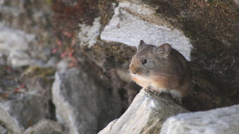 Seeing climate change through the eyes of the Pikas