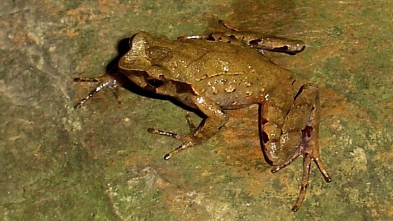 Three new species of horned frogs discovered from the forests of Northeast India