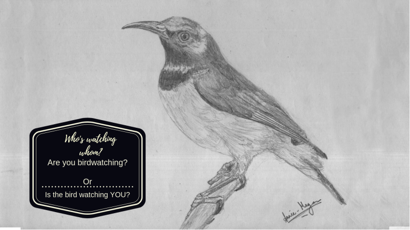 Beginning Birdwatching | The Morton Arboretum