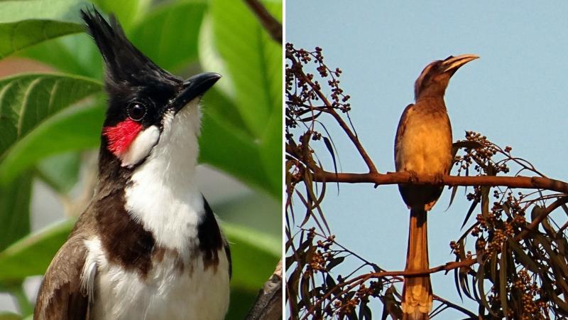 From bulbuls to hornbills—Why do forests need them all?