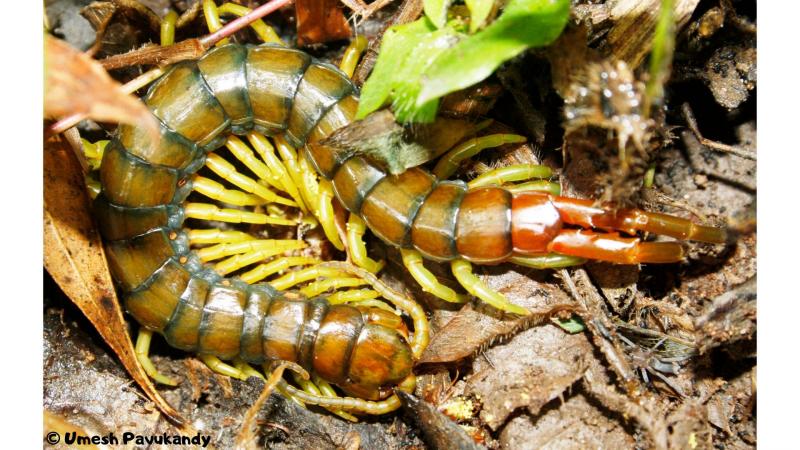 Researchers from the Natural History Museum, London, have uncovered the evolutionary links between the different species of centipedes dating back to Gondwana. 