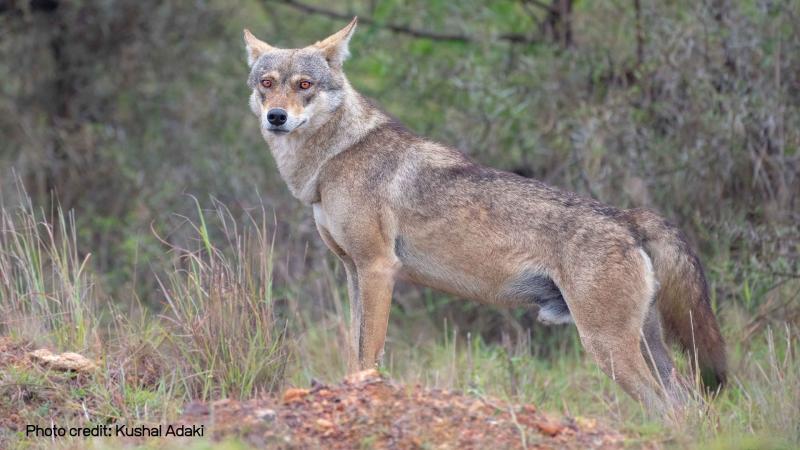 Suitable habitats of Indian Grey Wolves in eastern India lie outside protected areas, says study.