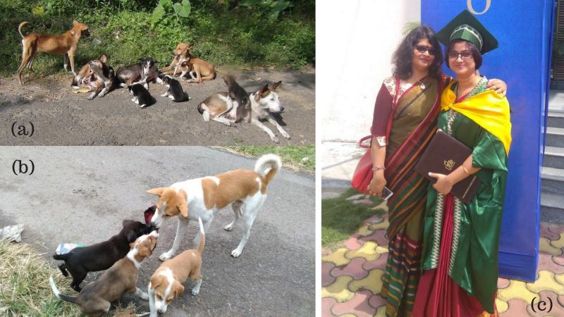 Pictures: Dr Manabi Paul and Prof Anindita Bhadra (a) a dog family that was part of this research  (b) a male dog (putative father) playing with pups  (c) The researchers: Dr Manabi Paul and Prof Anindita Bhadra