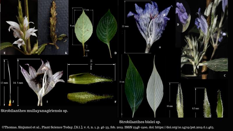 Two new species of Strobilanthes discovered in the Western Ghats