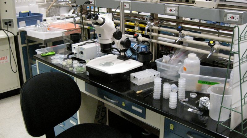 प्रयोगशाला में कोशिकाओं की पैटर्निंग का एक किफायती तरीका