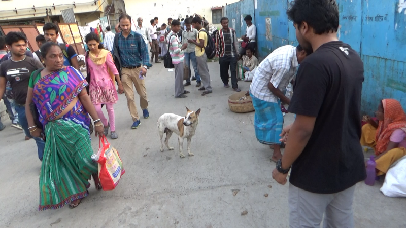 With humans around, dogs on the street tend to be friendlier