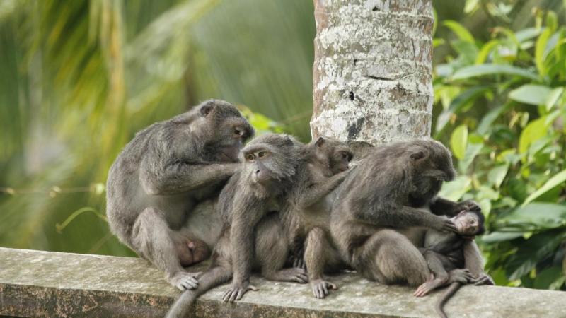 In a Nicobar long-tailed macaque troop, does rank determine who grooms whom?
