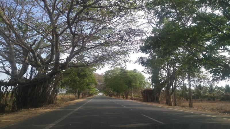 On a search for tough trees for rough Indian roads