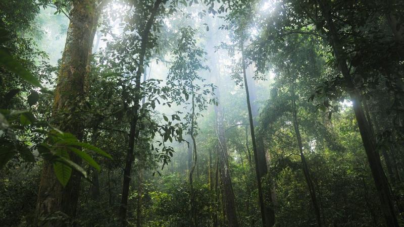 Researchers from Gubbi Labs and ATREE, Bengaluru, archived the regeneration of forests across eleven years in the Kalakkad Mundanthurai Tiger Reserve, Tamil Nadu.