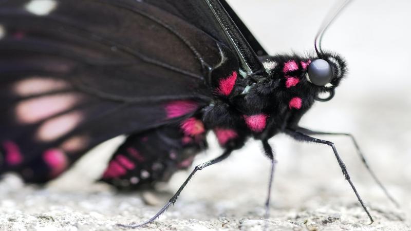 Butterflies and moths look at the world differently: Blame it on evolution