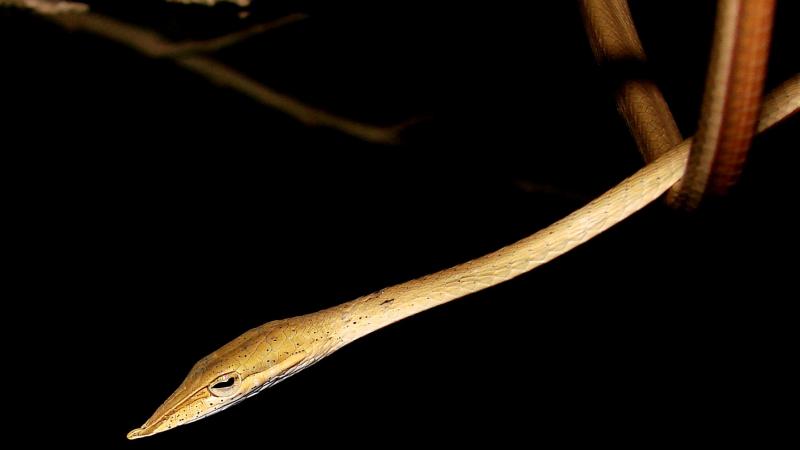 Word on the Vine New species of vine snake discovered in India