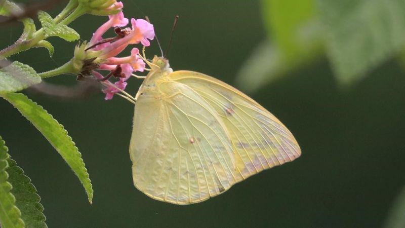 To move or not to move: It’s a million-dollar question for the butterflies