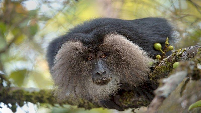 Too close for comfort: Proximity to humans is significantly affecting the behaviours of lion-tailed macaques