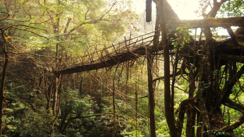 What cues do the root bridges of Meghalaya hold for futuristic architecture?