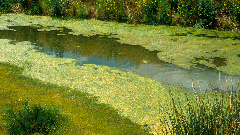 Photo : Blue Green Algae by CSIRO