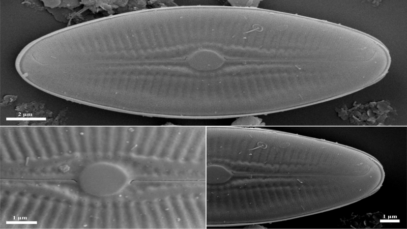 Tiny but mighty: Newly-discovered diatom from Meghalaya’s cave puts the spotlight on these algae