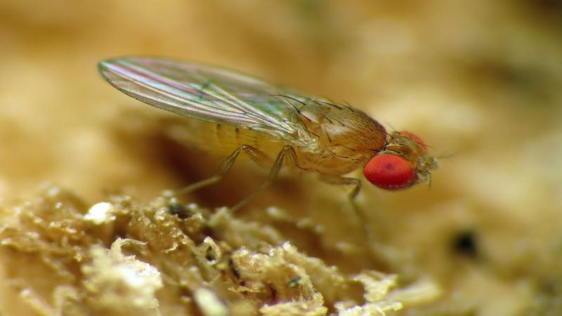 Studying fruit flies: A sneak peek into their lives in the lab