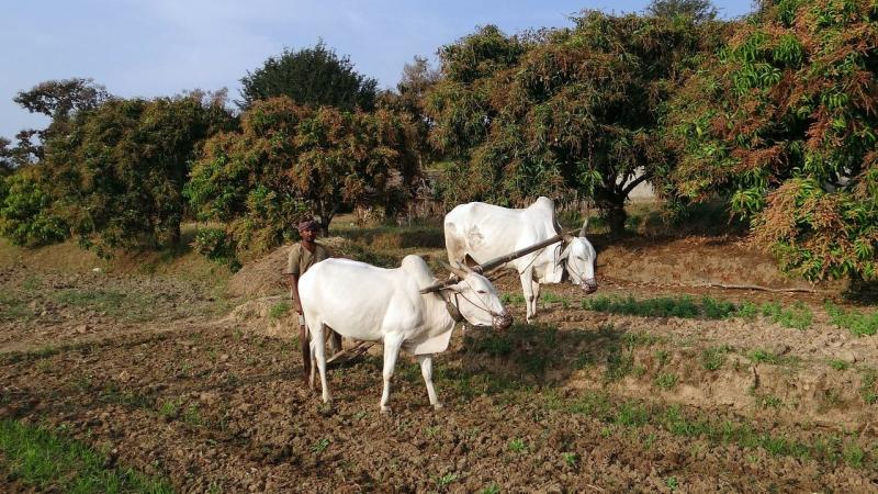 IIT Kanpur researchers develop a cost-effective, natural bio-fertiliser