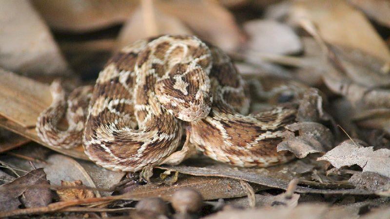 With a variety in venoms, can one anti-venom be a panacea for all snakebites?