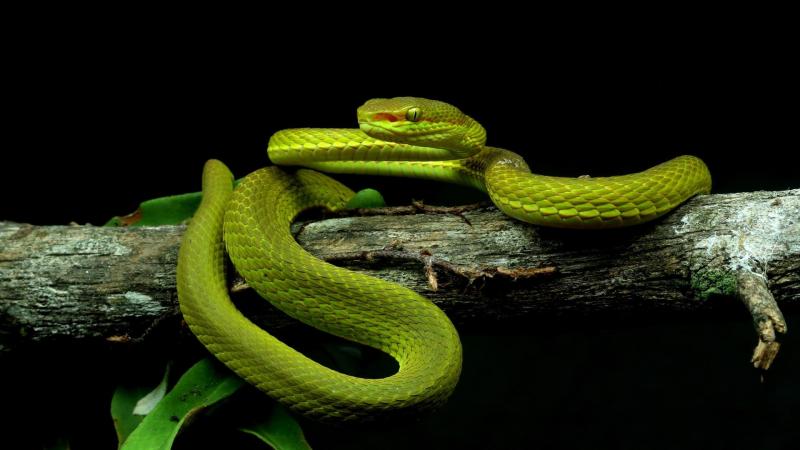 Meet Salazar’s pit viper – a new snake species named after the parseltongue wizard