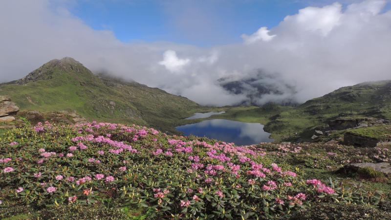 High up the Himalayas, study finds, flowers get smaller and nectar gets concentrated to suit tiny pollinators