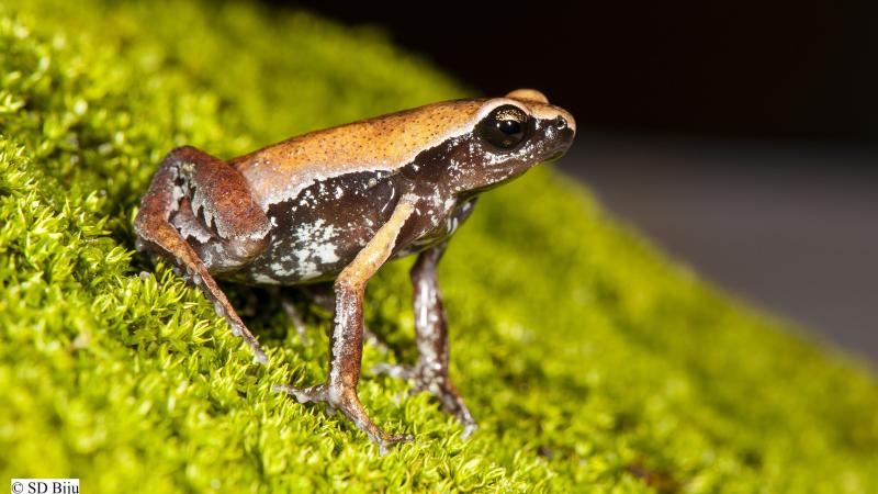 New secretive frog species discovered in a roadside puddle in Southern India | SD Biju