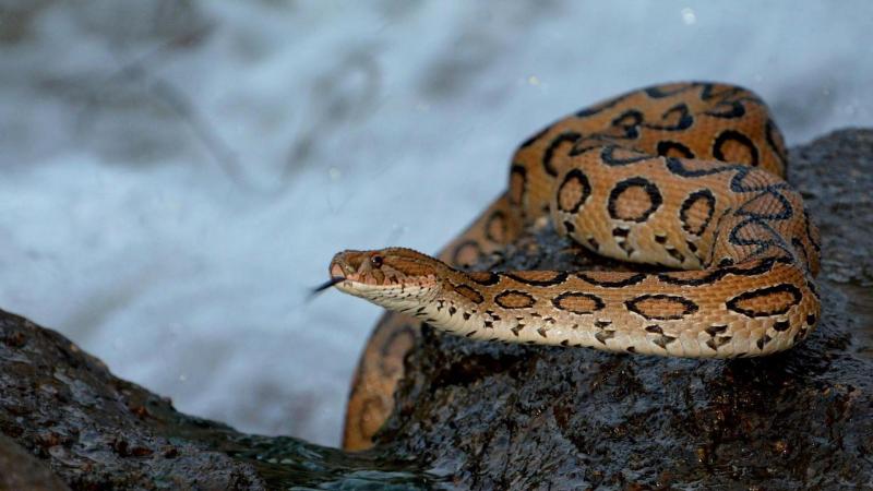 The sorry tale of snakebites in India