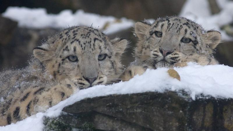 Study shows how science and society can save snow leopards