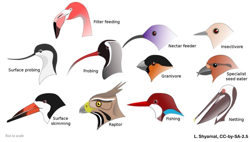 पक्षियों के चोंच के विभिन्न आकार उनके खाने के प्रकारों के अनुसार विकसित होते हैं. श्रेय: एल. श्यामल