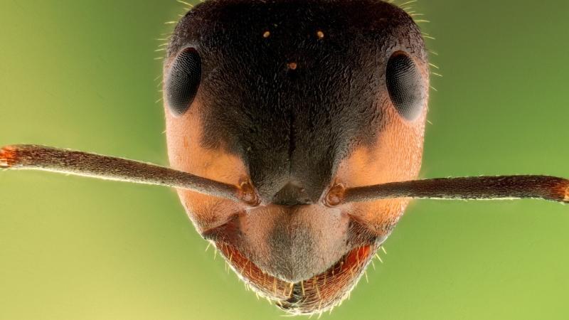Central Institute of Temperate Horticulture, Srinagar, Punjabi University, Patiala and the Government Degree College, Shopian, Jammu and Kashmir, studied the diversity of ant species from different regions of the Western Ghats.