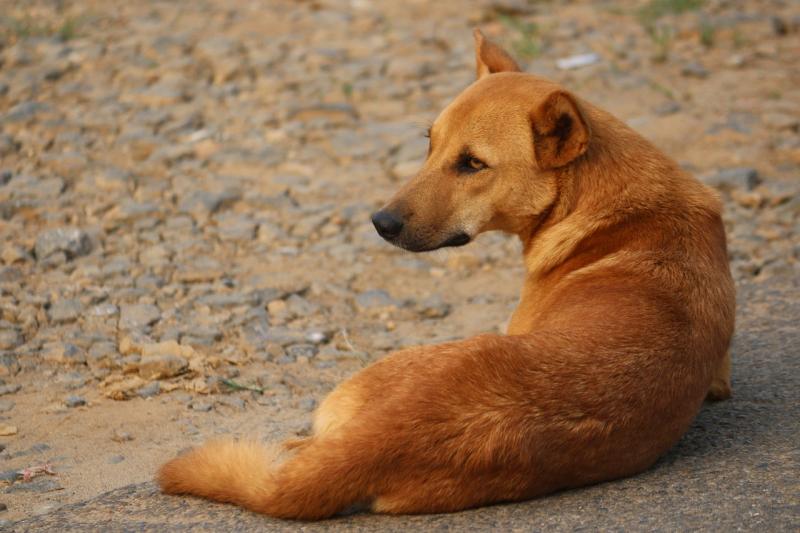 Street sales dog life