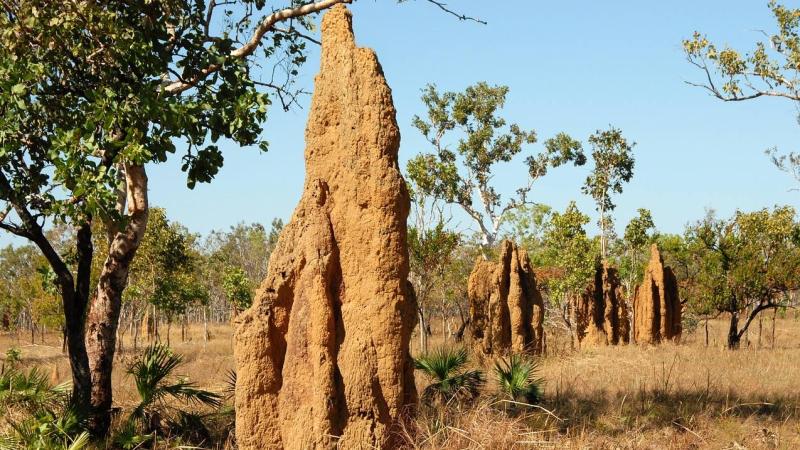 Here’s how rhiniid flies in the Western Ghats worm their way into termite mounds
