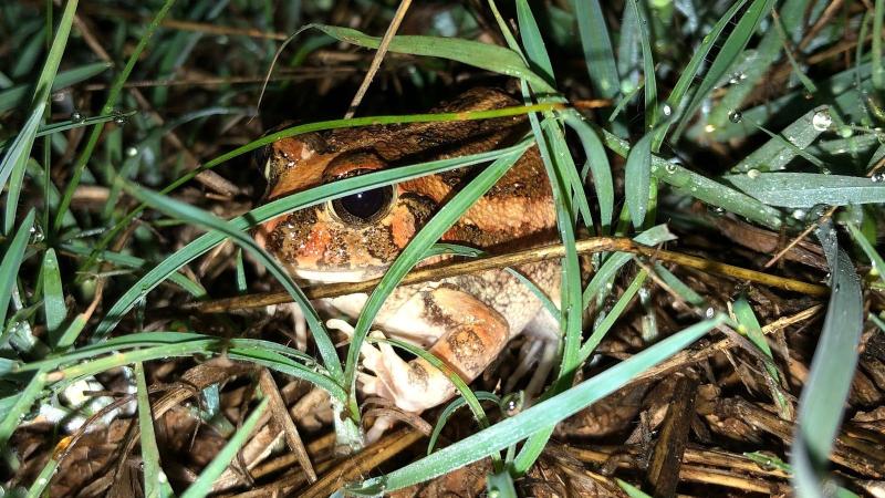 A new burrowing frog discovered in Bengaluru could tell a lot about unexplored cityscapes