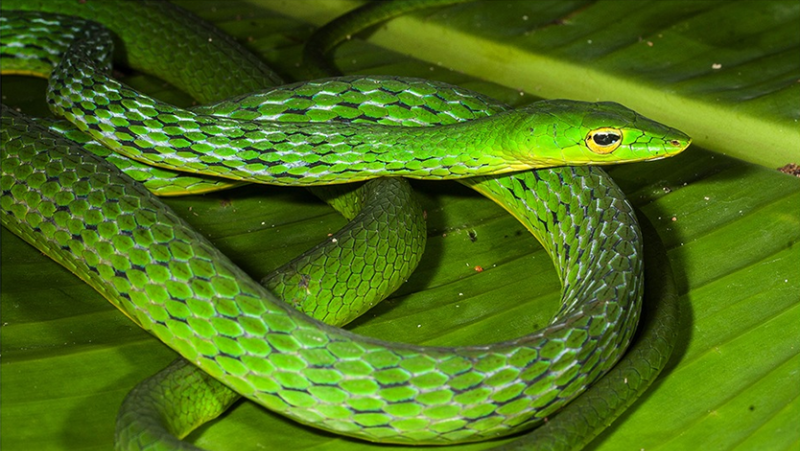 Researchers discover a new species of vine snake from the Western Ghats that dates back 26 million years